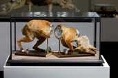 Jan Švankmajer: Unnatürliche Geschichten